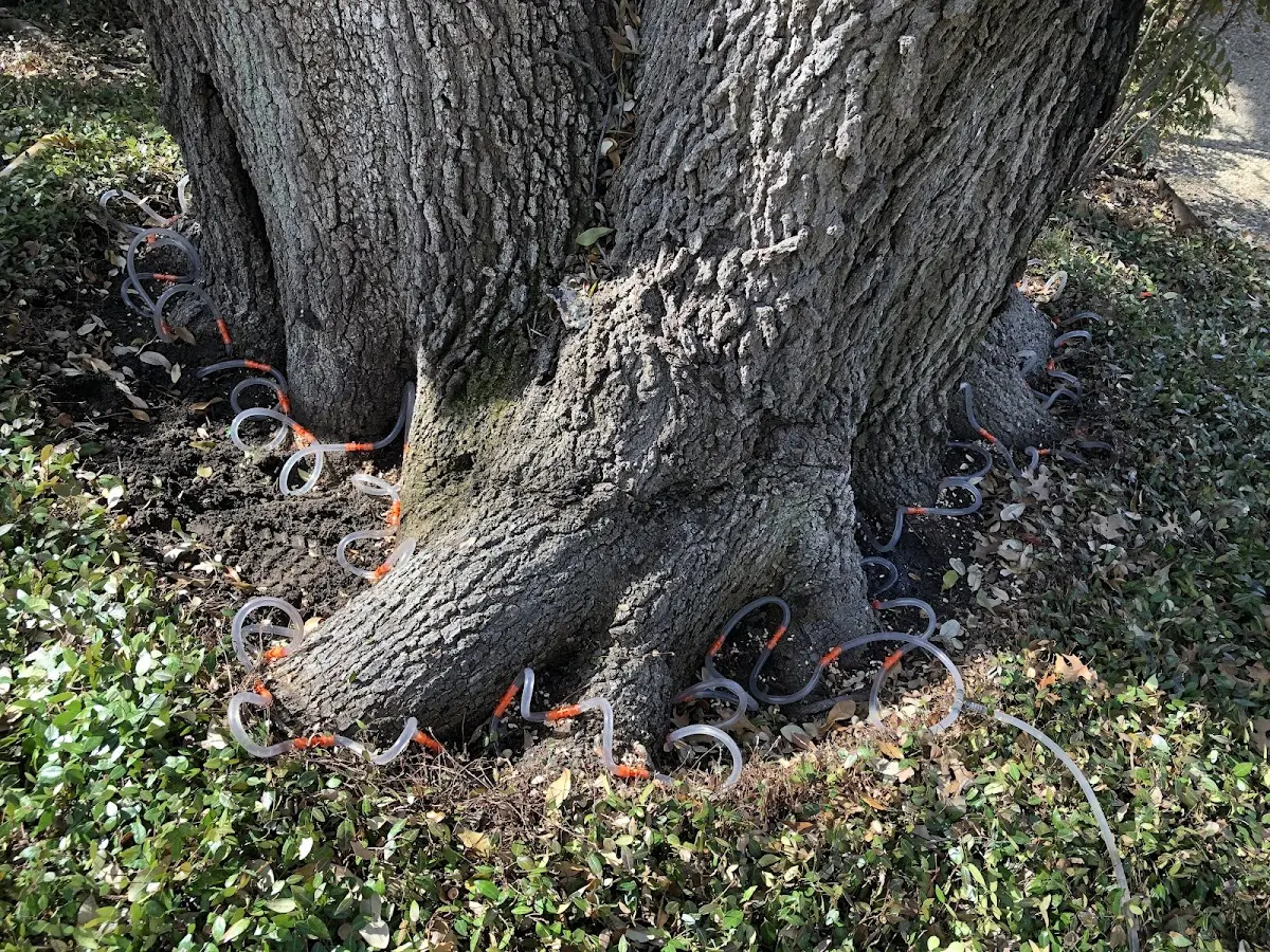 Detailed Tree Cabling and Bracing job site in Cataumet