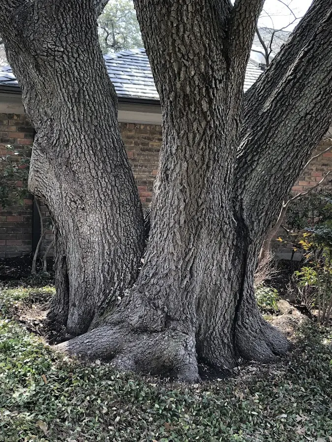 Mature heritage tree close to a Cataumet property cared for by certified arborists
